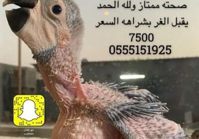_١٩٣٧١١