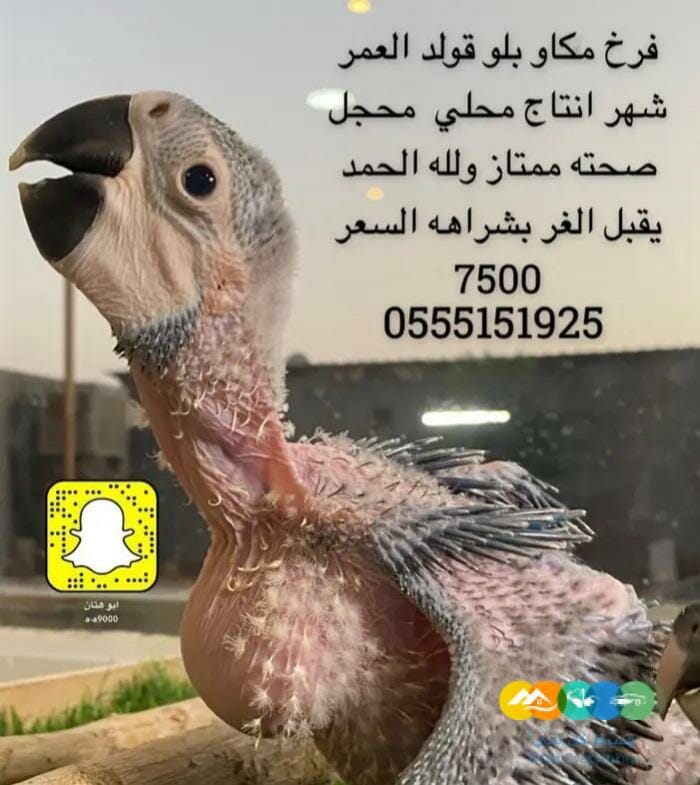 فرخ مكاو بلواند قولد