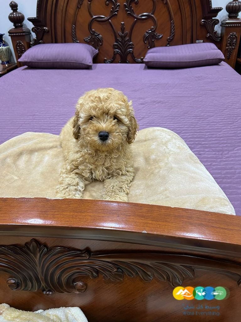 جرو ميني بودل بيور 100% للبيع