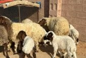 نعيم مواليد مقنوي طيبه 6 تحتها