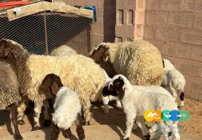 نعيم مواليد مقنوي طيبه 6 تحتها