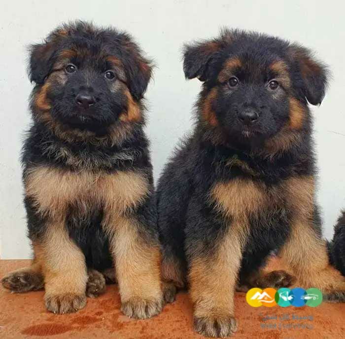 كلاب جيرمن شيبرد صغار للحراسة