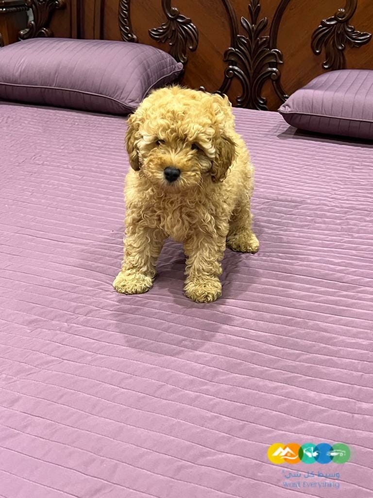 جرو ميني بودل بيور 100% للبيع