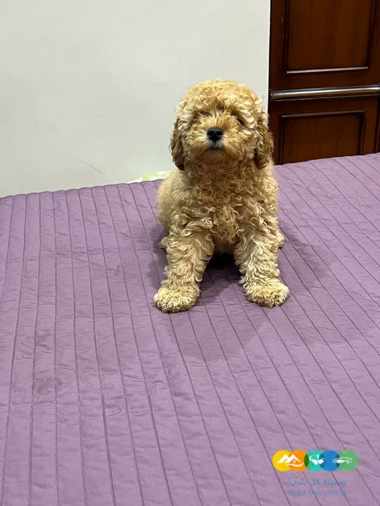 جرو ميني بودل بيور 100% للبيع