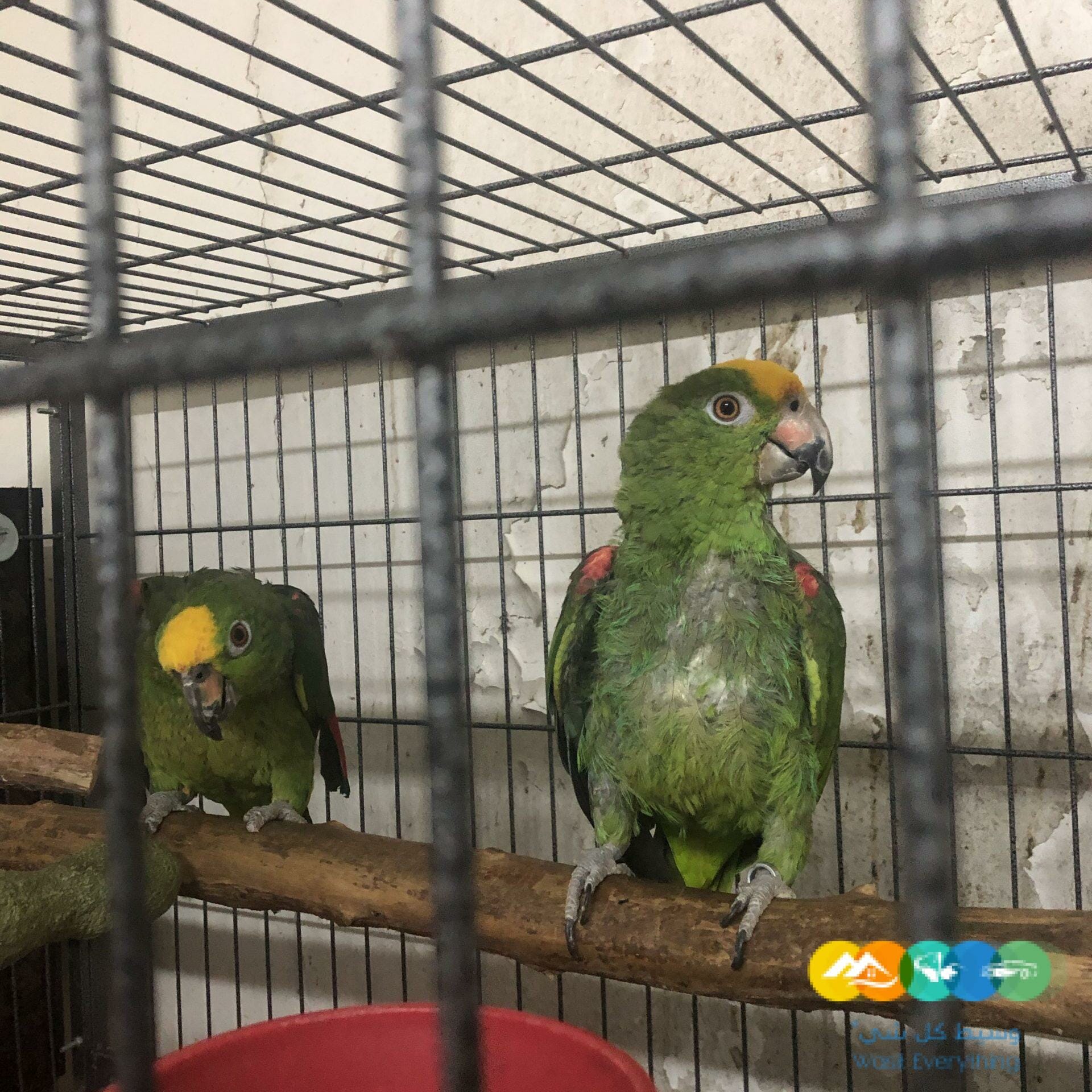 زوج يلوكروان امازون