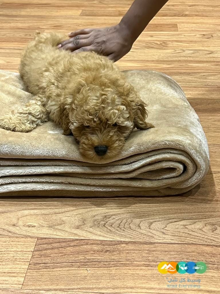 جرو ميني بودل بيور 100% للبيع