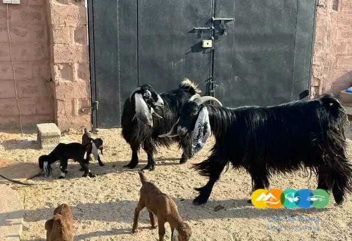 معزاء مواليد متاويم طيبه 4 تحت