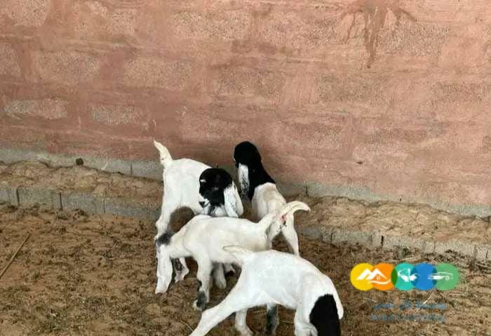 معزاء مواليد متاويم طيبه 4 تحت