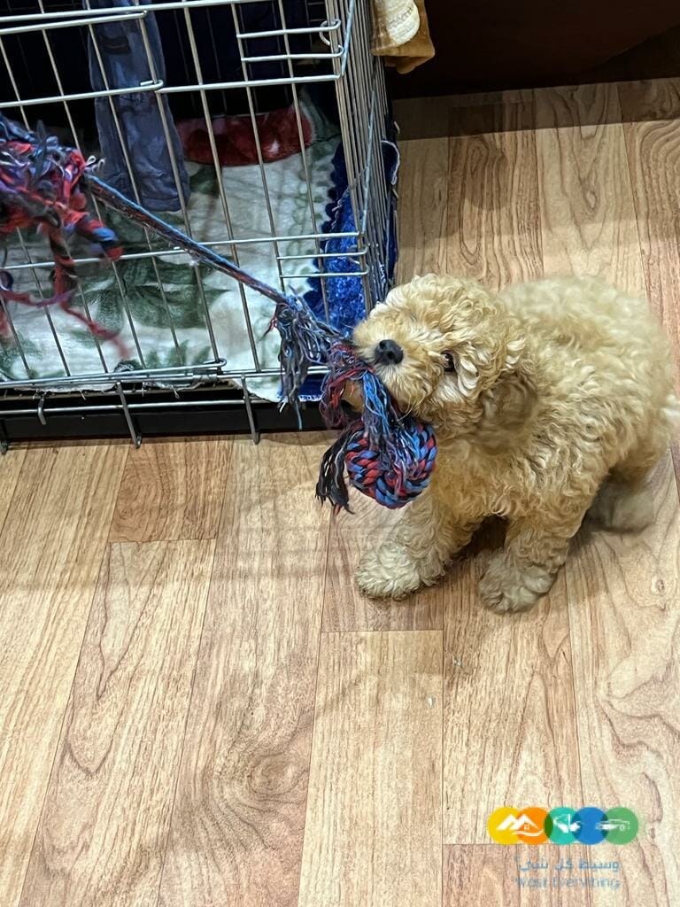 جرو ميني بودل بيور 100% للبيع