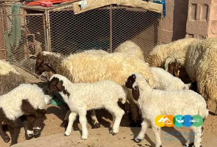 نعيم مواليد مقنوي طيبه 6 تحتها