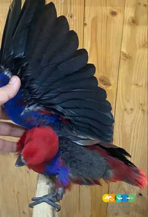 فرخ انثى اكلكتوس