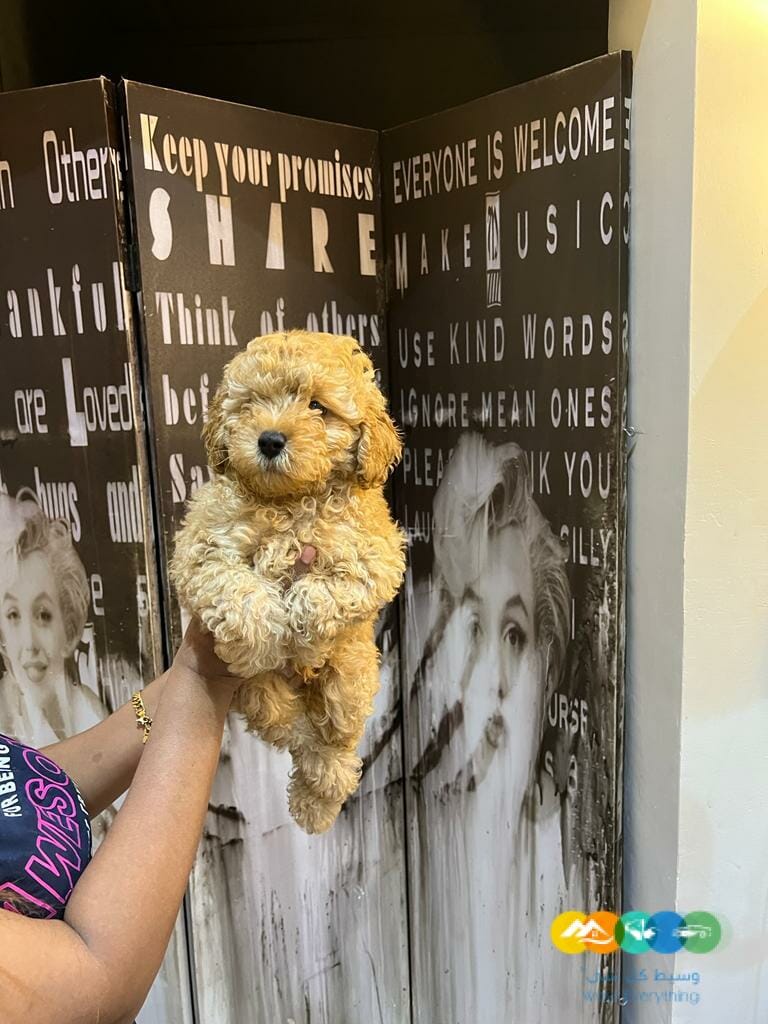 جرو ميني بودل بيور 100% للبيع