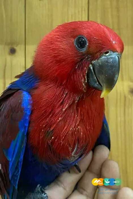 فرخ انثى اكلكتوس