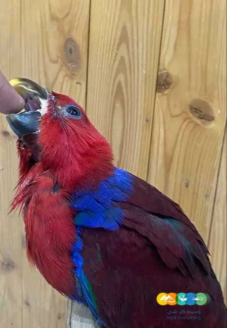 فرخ انثى اكلكتوس