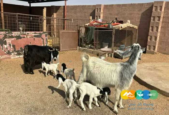 معزاء مواليد متاويم طيبه 4 تحت