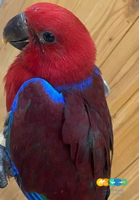 فرخ انثى اكلكتوس