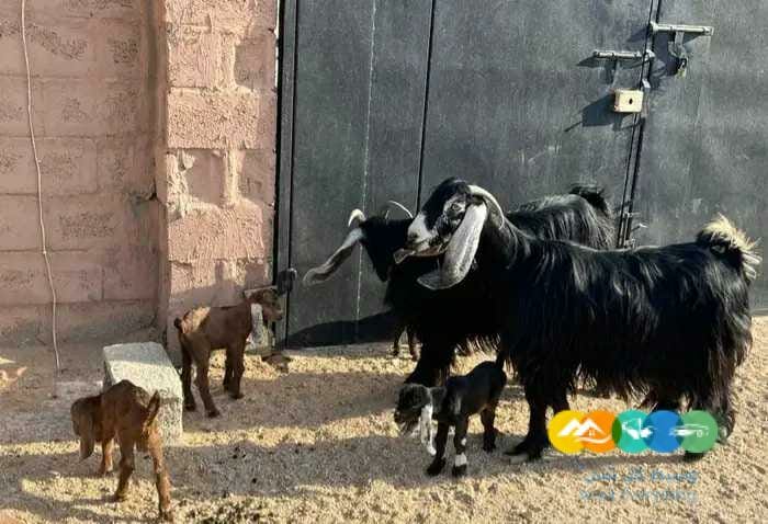 معزاء مواليد متاويم طيبه 4 تحت