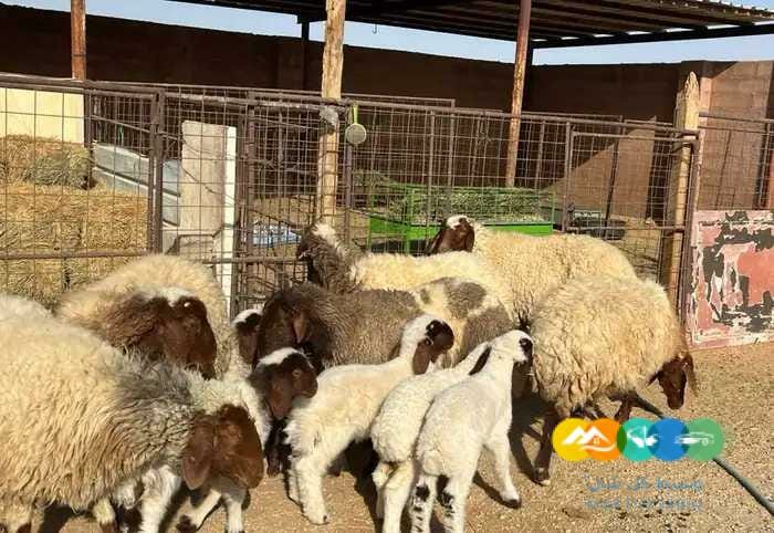نعيم مواليد مقنوي طيبه 6 تحتها