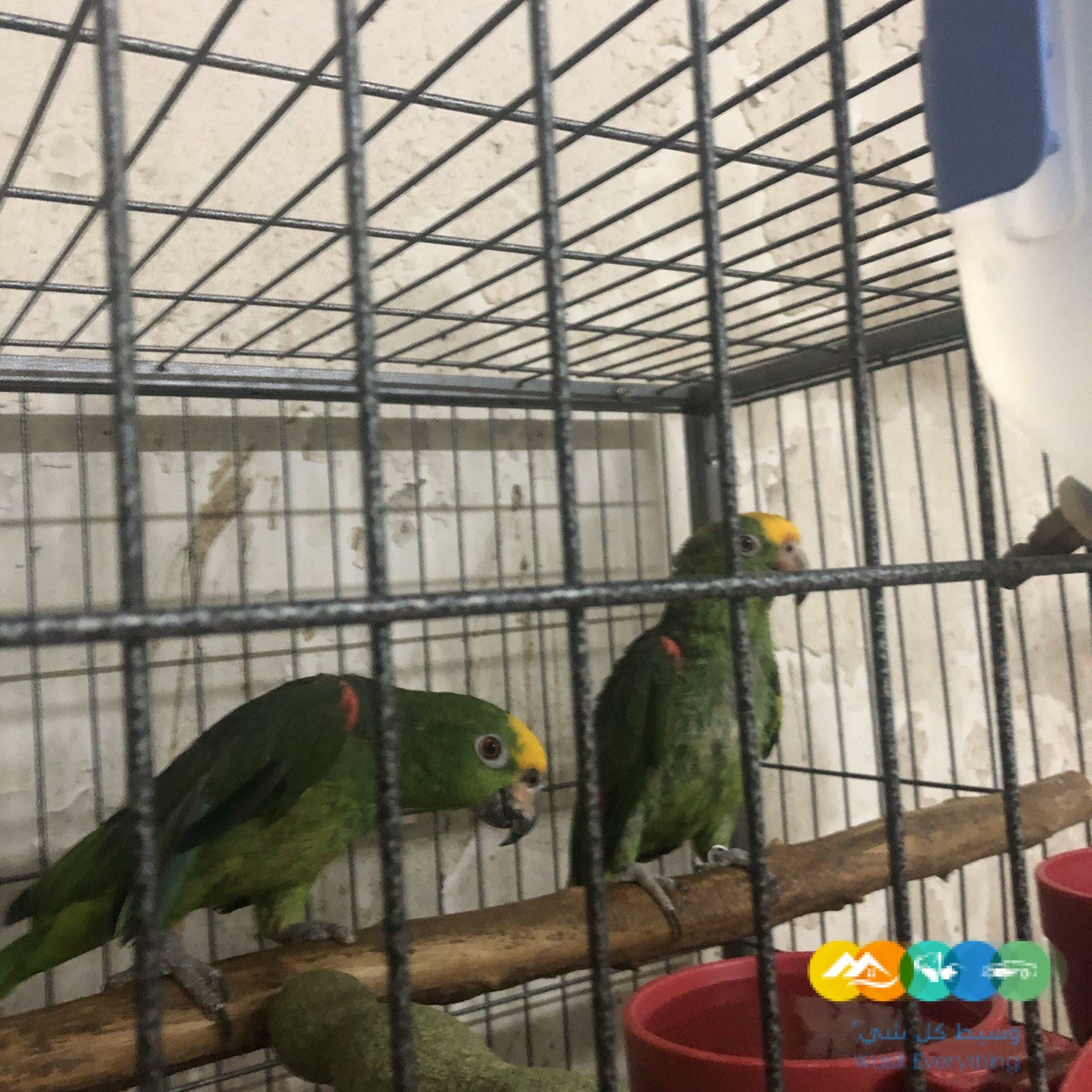 زوج يلوكروان امازون