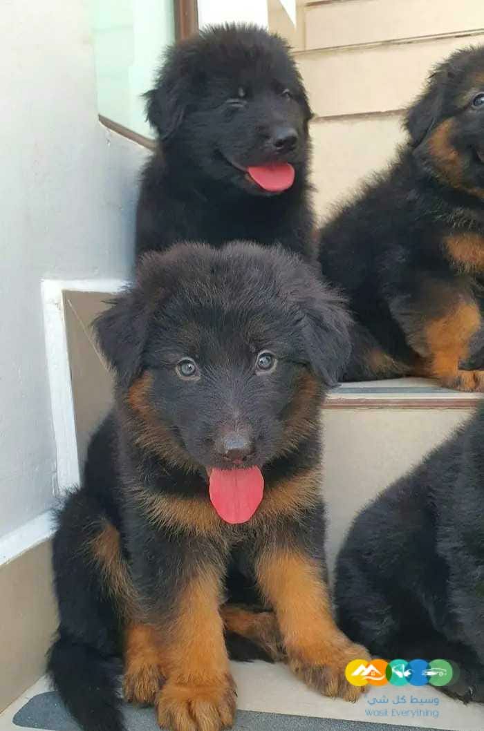 كلاب جيرمن شيبرد صغار للحراسة