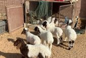 نعيم مواليد مقنوي طيبه 6 تحتها