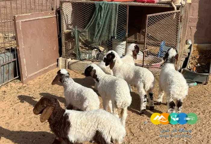 نعيم مواليد مقنوي طيبه 6 تحتها