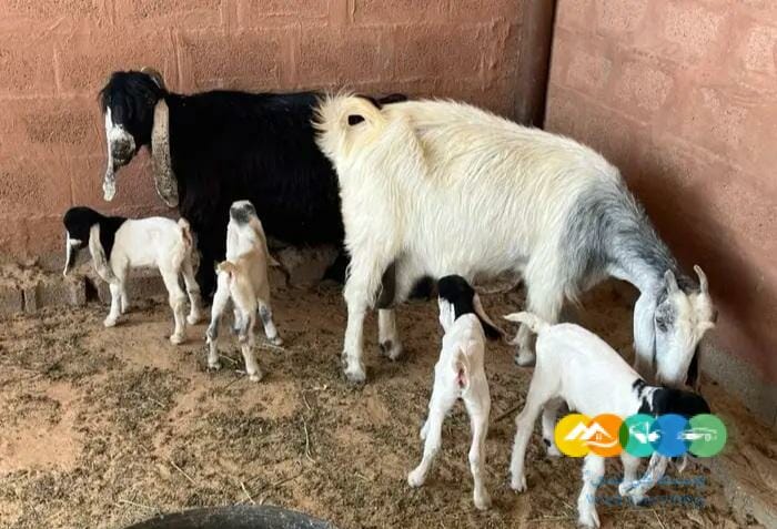 معزا مواليد متاويم مقنوي