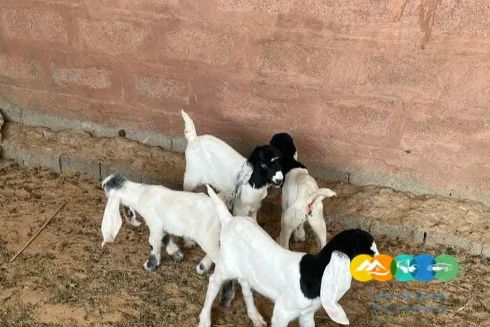 معزا مواليد متاويم مقنوي