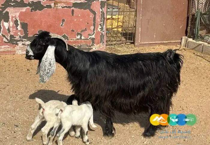 معزا مواليد متاويم مقنوي