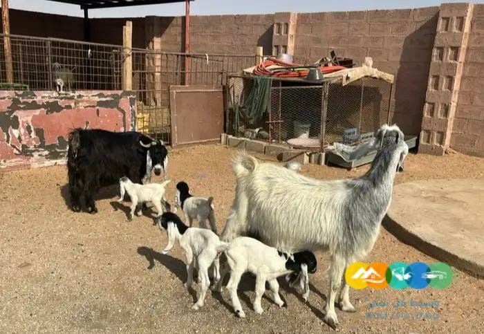 معزا مواليد متاويم مقنوي