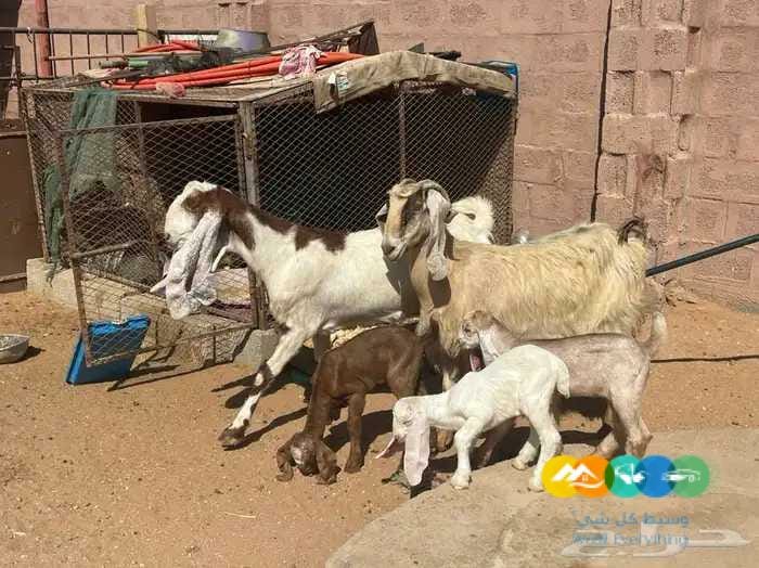 معزاء مواليد مقنوي طيبه