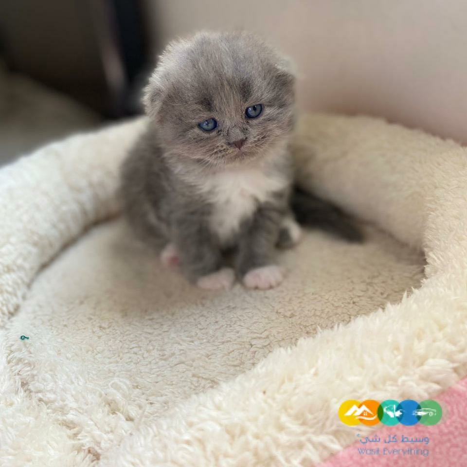 قطة سكوتش فولد للبيع