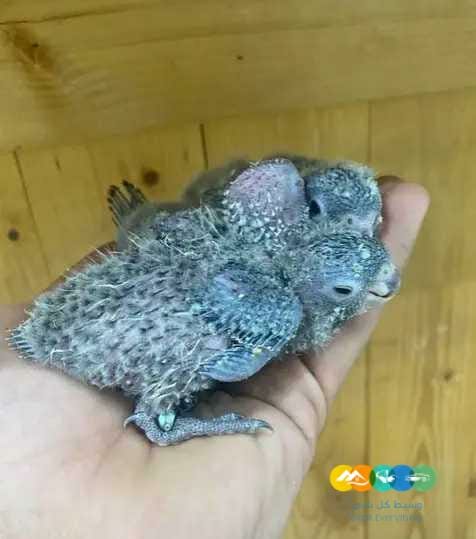 اهل النوادر فروخ كروانتد