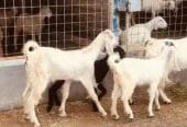 معزا مصريات طيبه