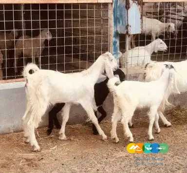 معزا مصريات طيبه