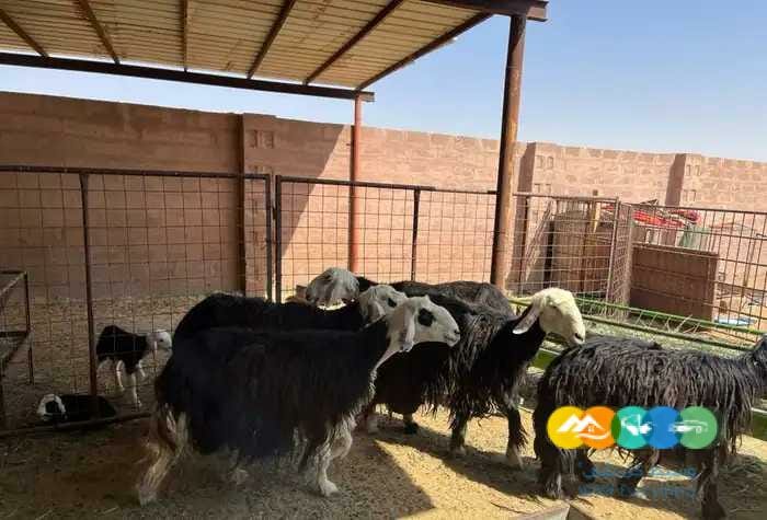 نجد مواليد مقنوي 6 تحتها 6