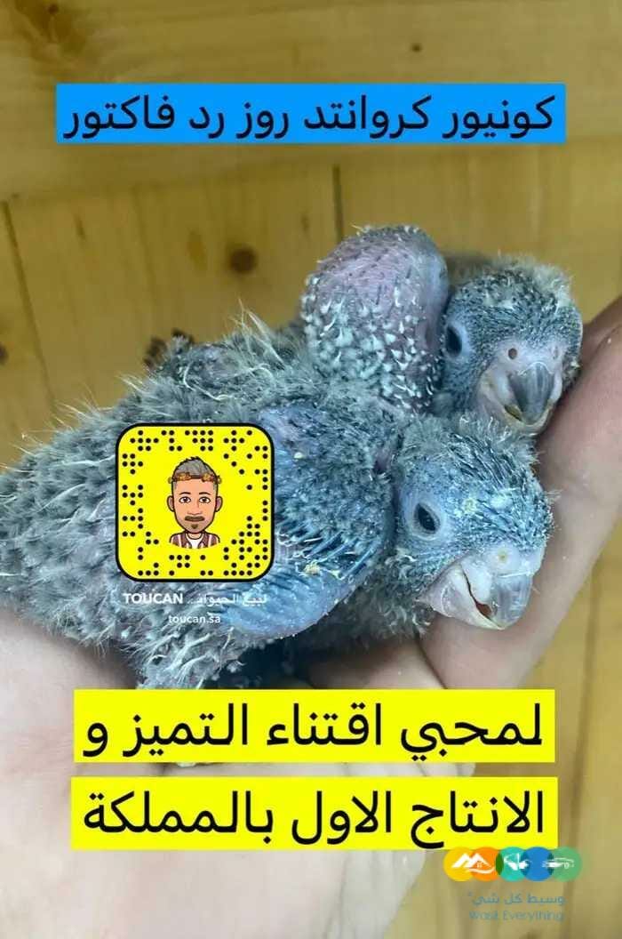 اهل النوادر فروخ كروانتد