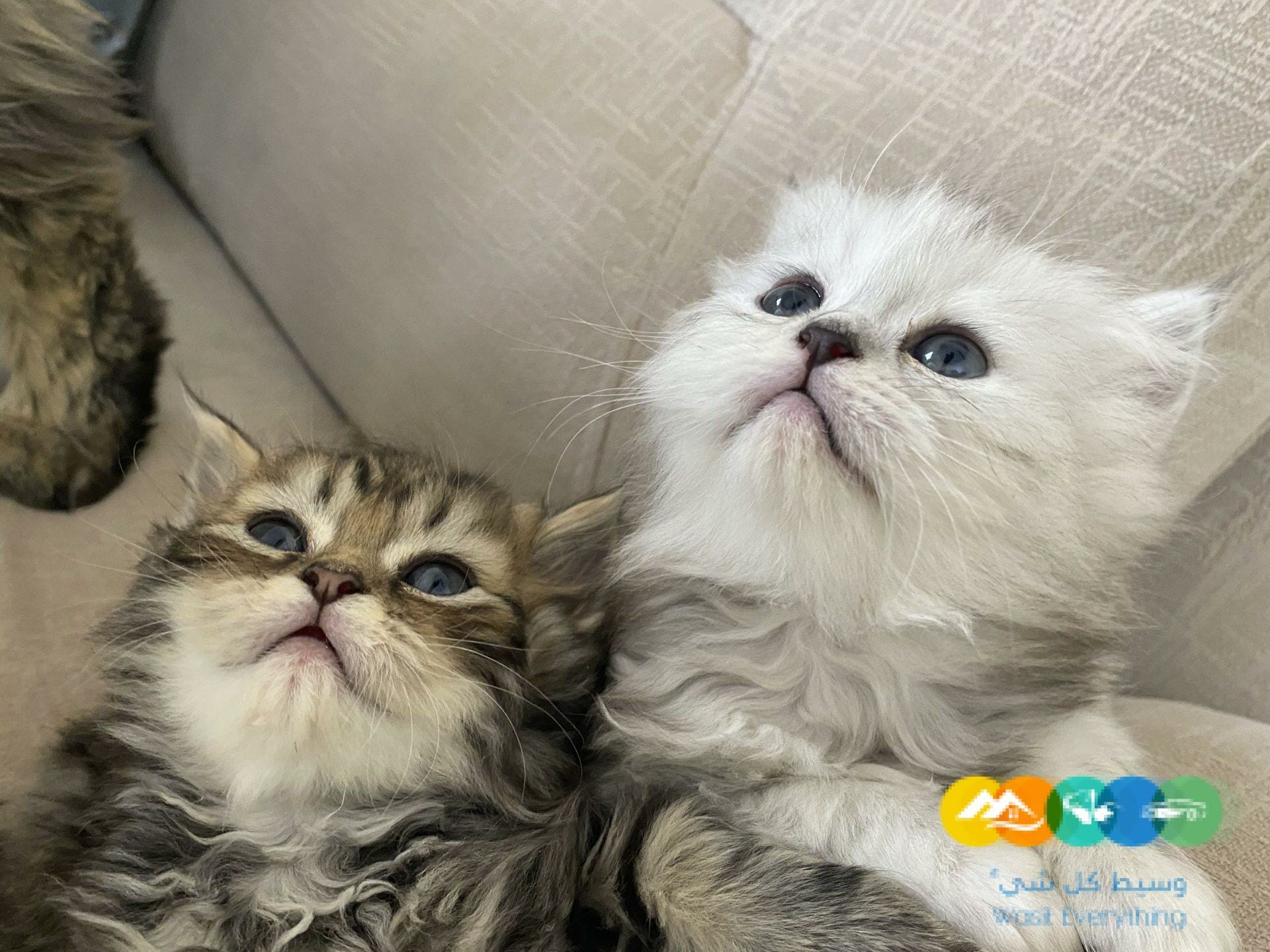 الدار البيضاء الرياض