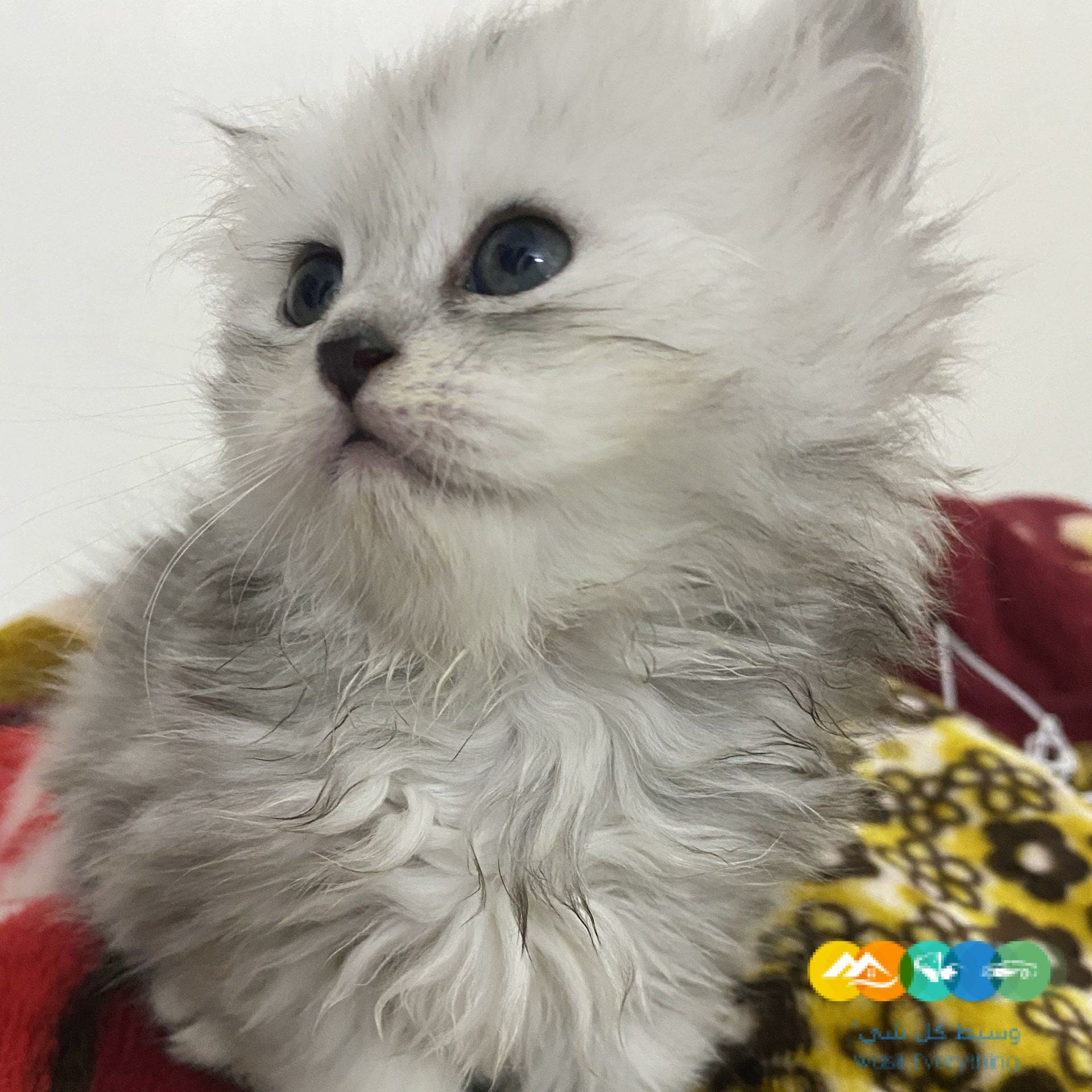 الدار البيضاء الرياض