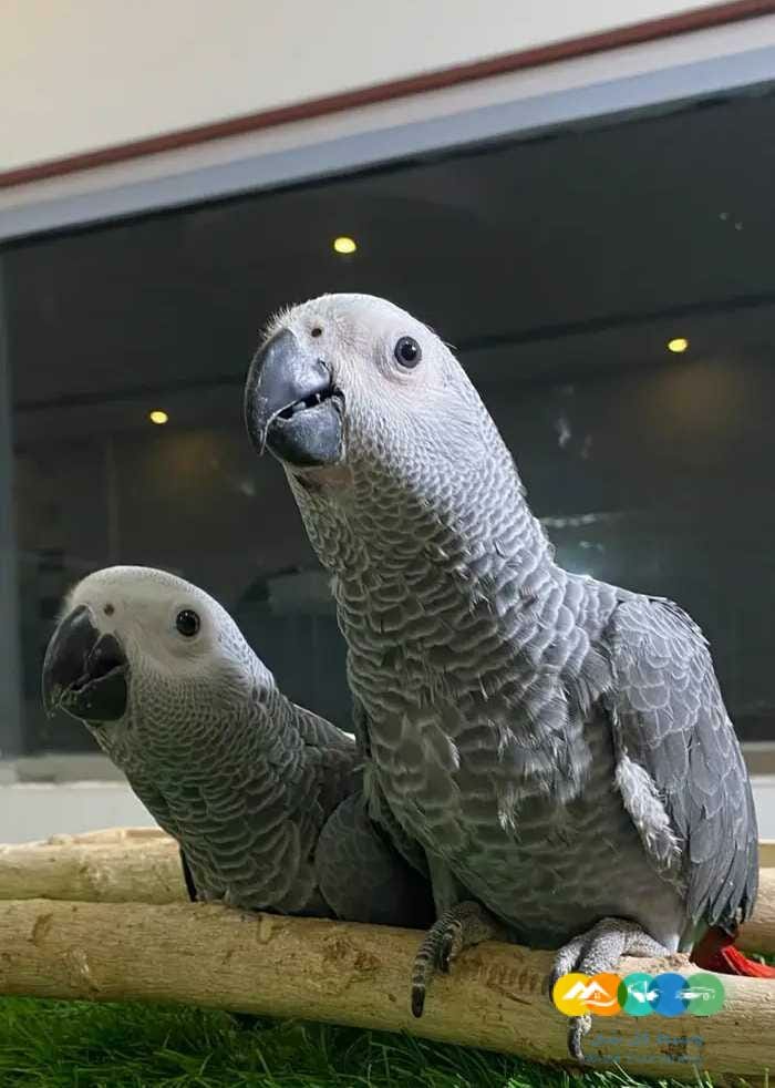 فرخين كاسكو