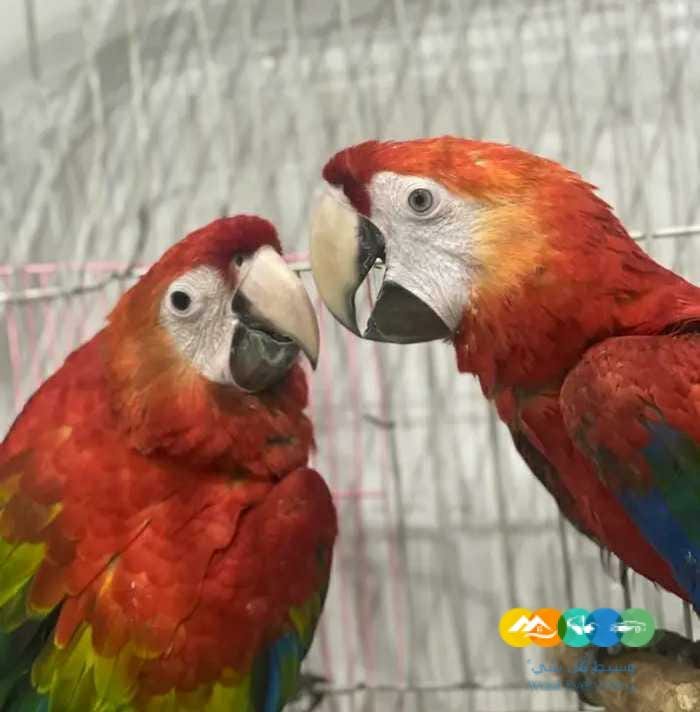 للبيع سكارلت مكاو