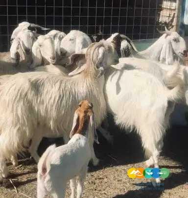 معزا مصريات درجه أولى