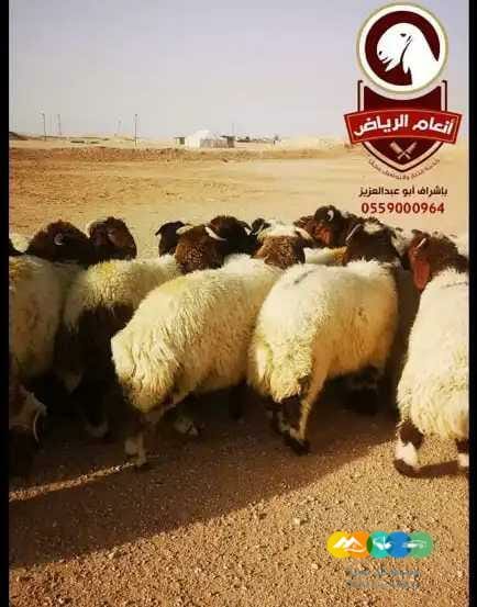 ذبايح (ذبح تغليف توصيل مجانا )