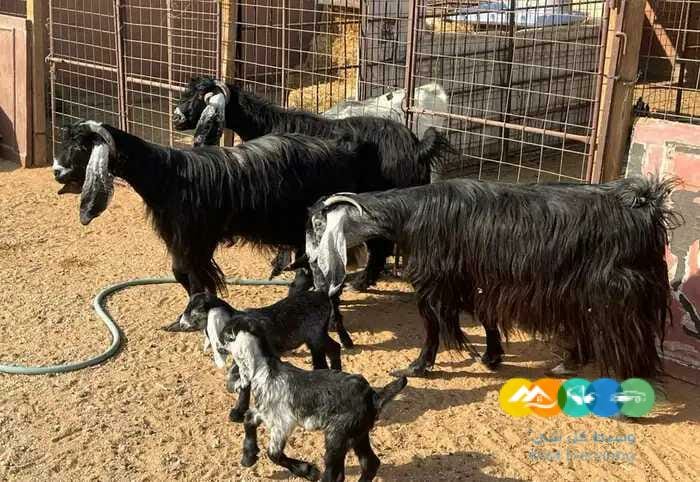 معزا عوارض ومضاريع مشاريك طيبه