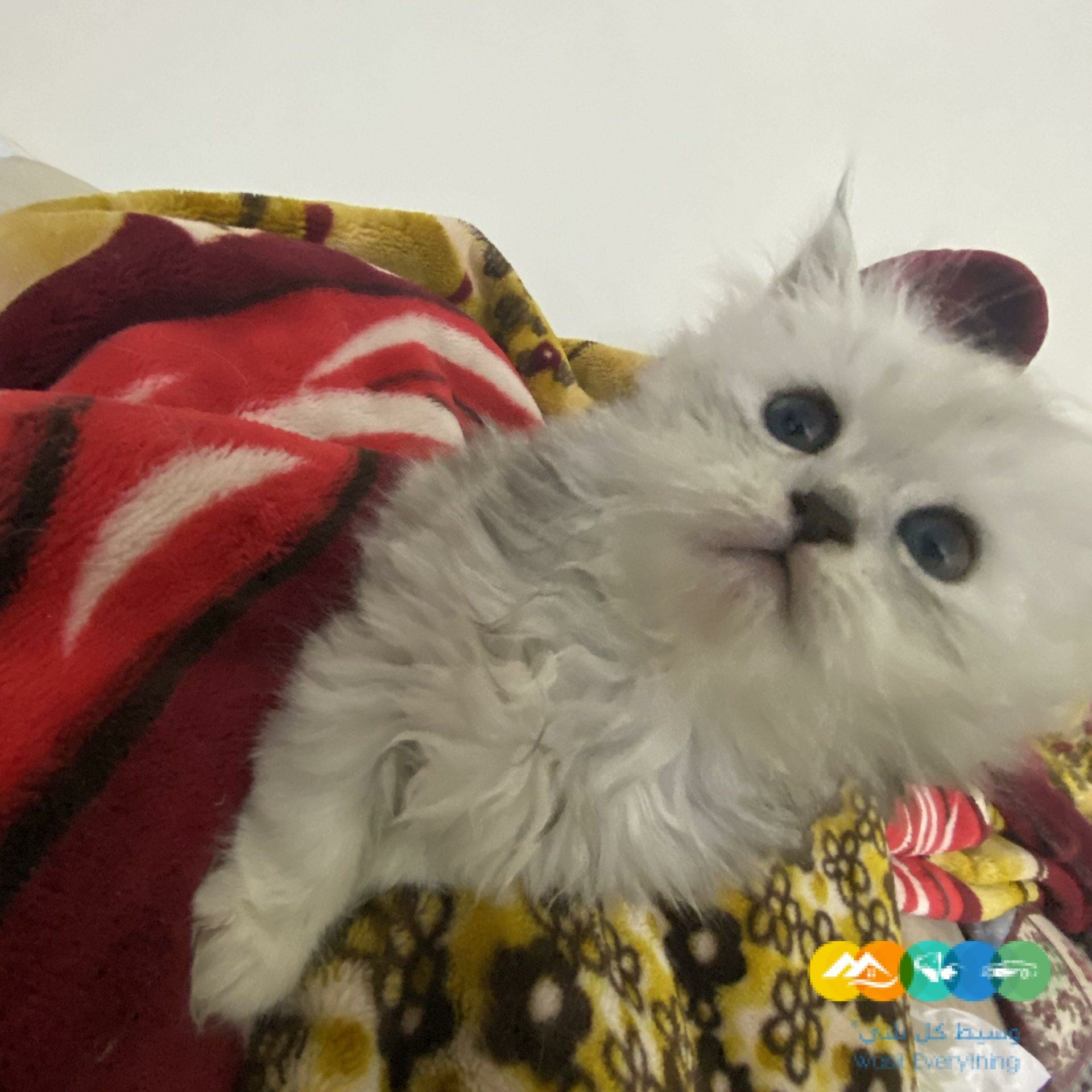 الدار البيضاء الرياض