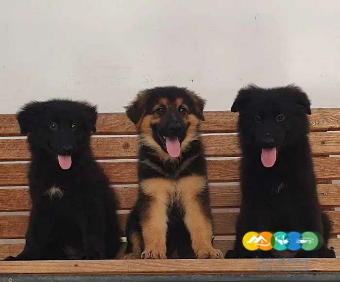 جراوي جيرمن بالاوراق والبديقري