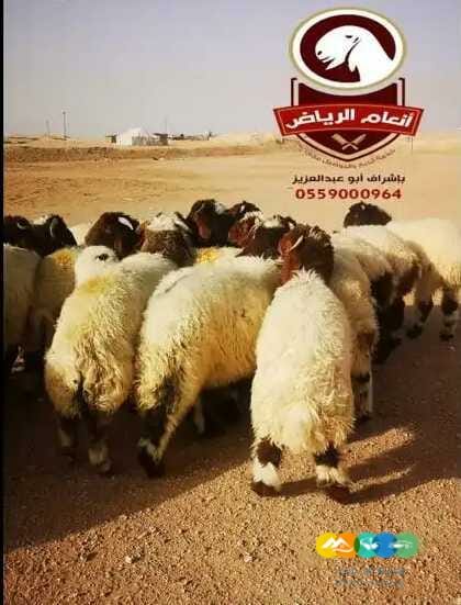 ذبايح فاخره وجبره بالرياض