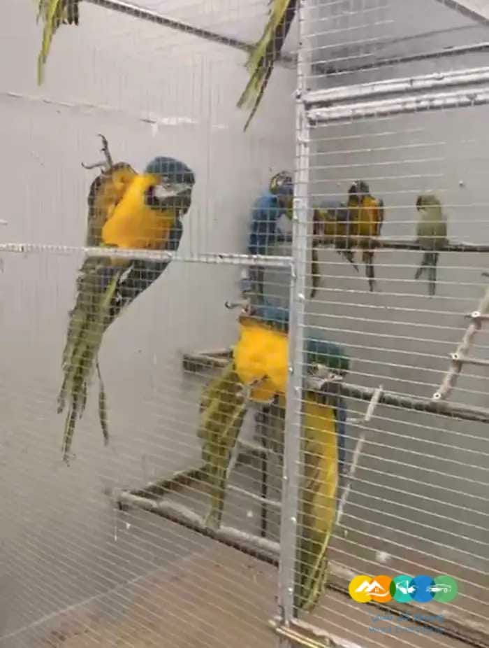 للحجز قريبا فروخ مكاو : ٢٥ حبة