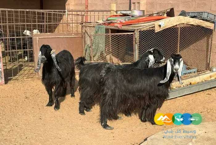 معزا عوارض ومضاريع مشاريك طيبه