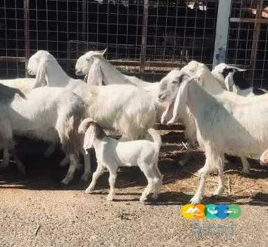 معزا مصريات درجه أولى